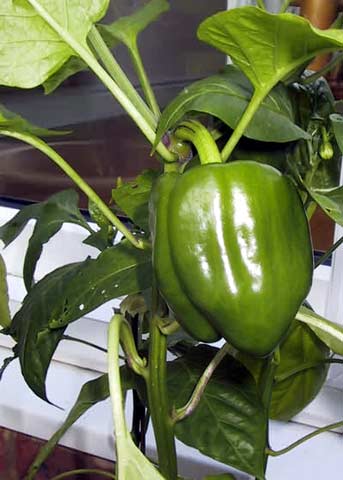  Green Pepper 