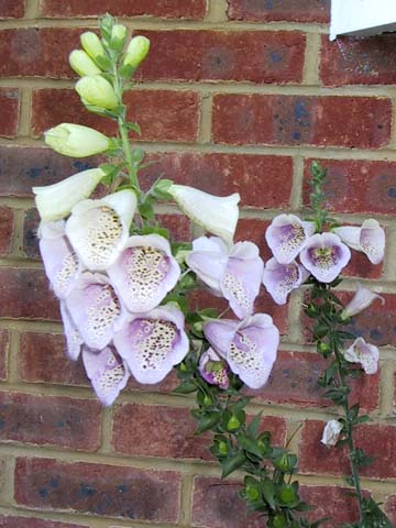  Foxglove 