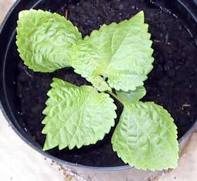  Perilla