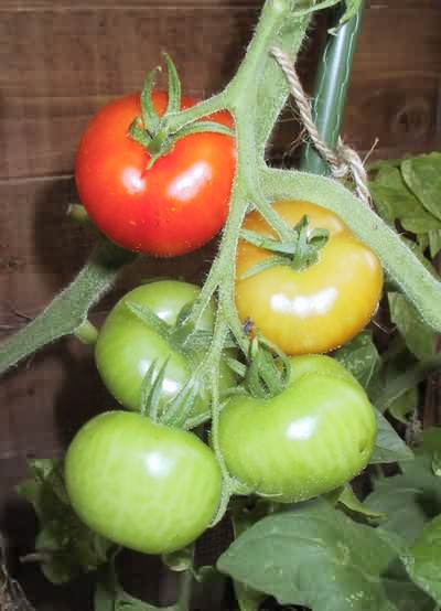  Tomato 
