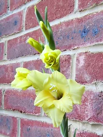  Gladioli