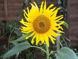 Garden 2000