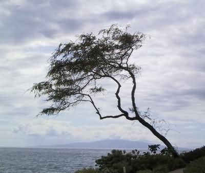  Lone Tree 