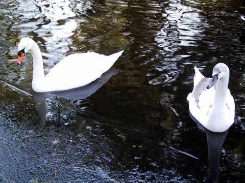  Swans 