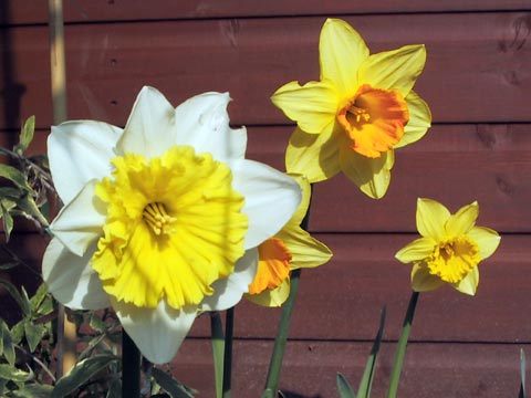  Daffodils 