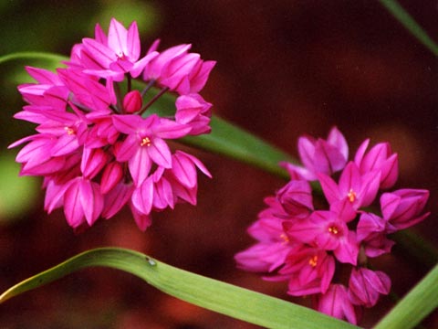  Flowers by Yoshiko