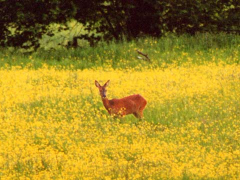  Deer 