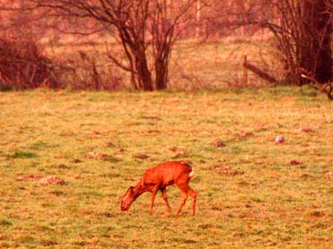  Deer Again 