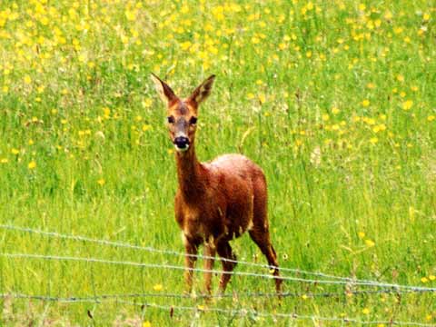  Deer close-up
