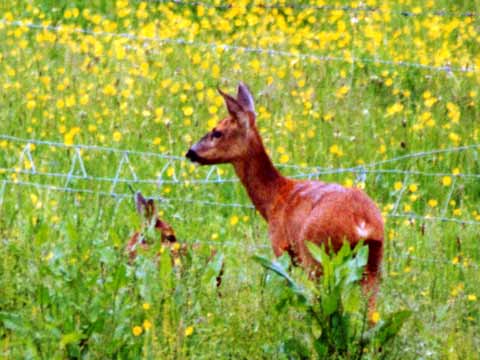  Bambi 
