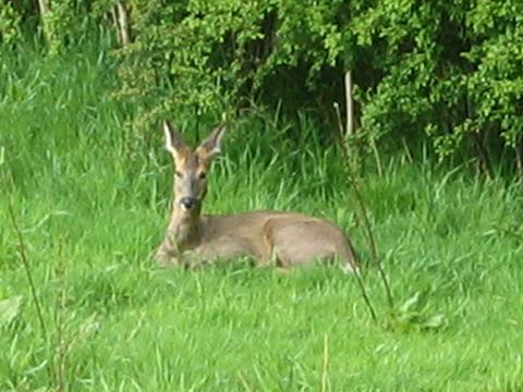  Deer