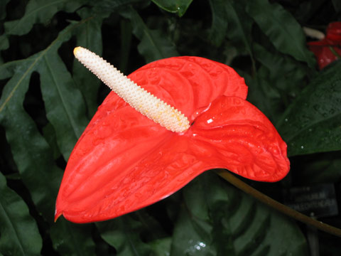  Wisley