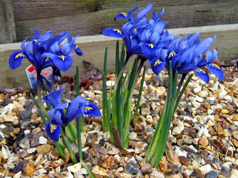  Iris
