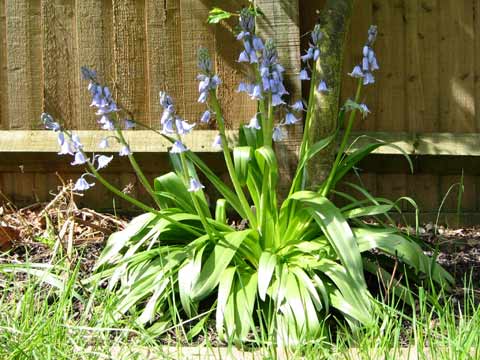  Bluebells