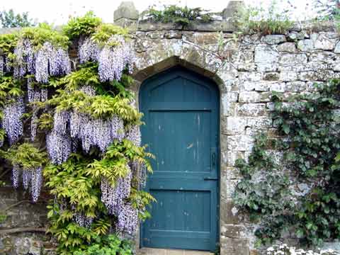  Wisteria