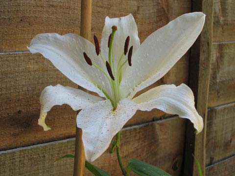  White Lilly