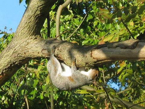  Squirrel