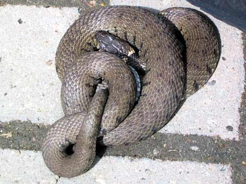  Grass Snake 