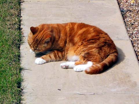  Cat 