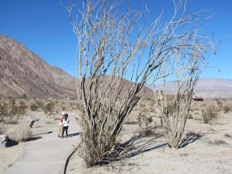   Ocotillo