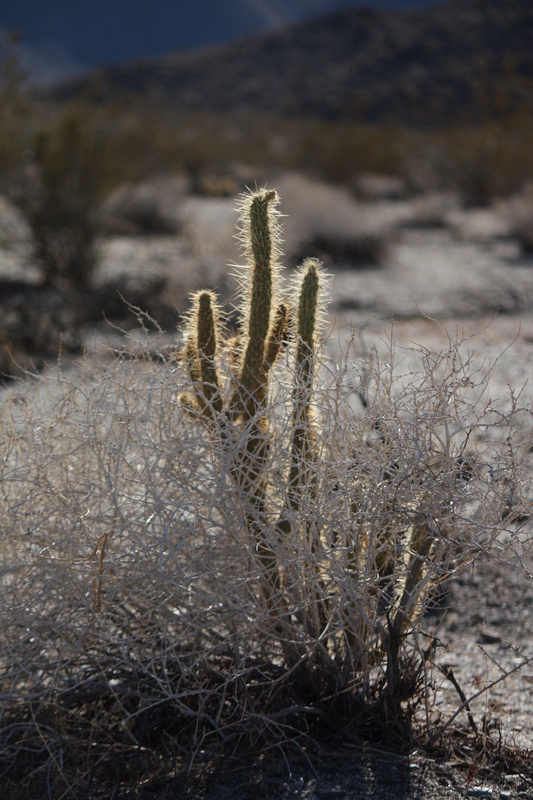   Cactus
