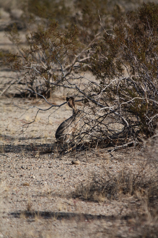   Hare