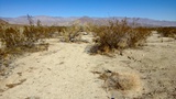   Dry