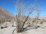   Ocotillo