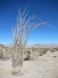   Ocotillo