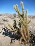   Cactus