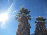   Palms