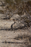   Hare