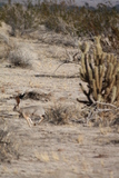   Running Hare