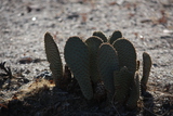   Beaver-tail