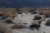   Cactii