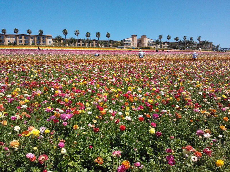  FlowerFields