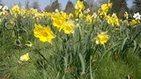   Daffodils