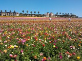  FlowerFields