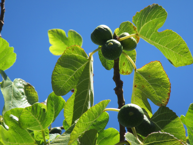  Figs