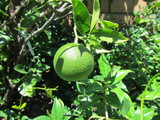  Oranges