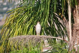  Hawk