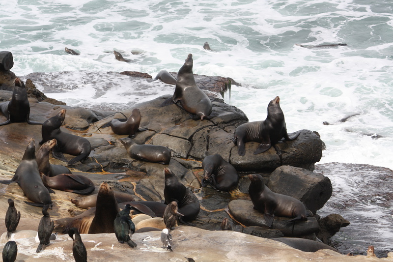  Seals2