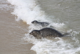 Seals