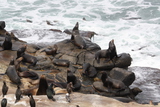  Seals2