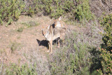   Coyote