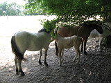 img-4700