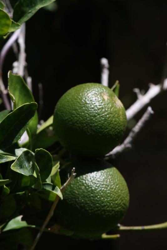  Oranges