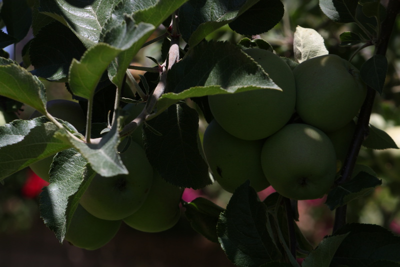  Apples