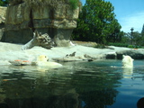  PolarBears