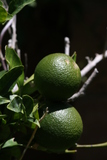  Oranges